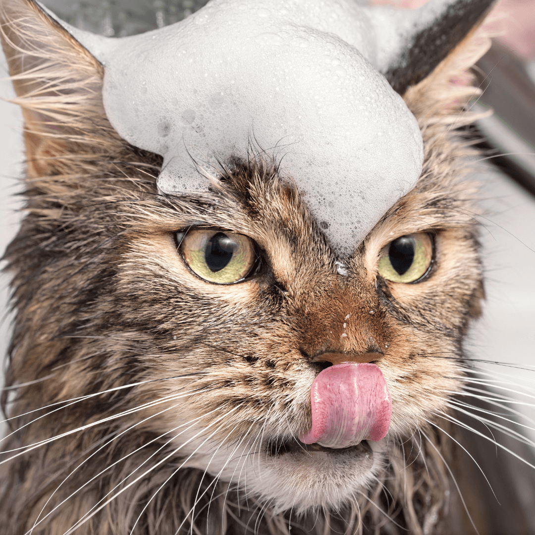 cat bath