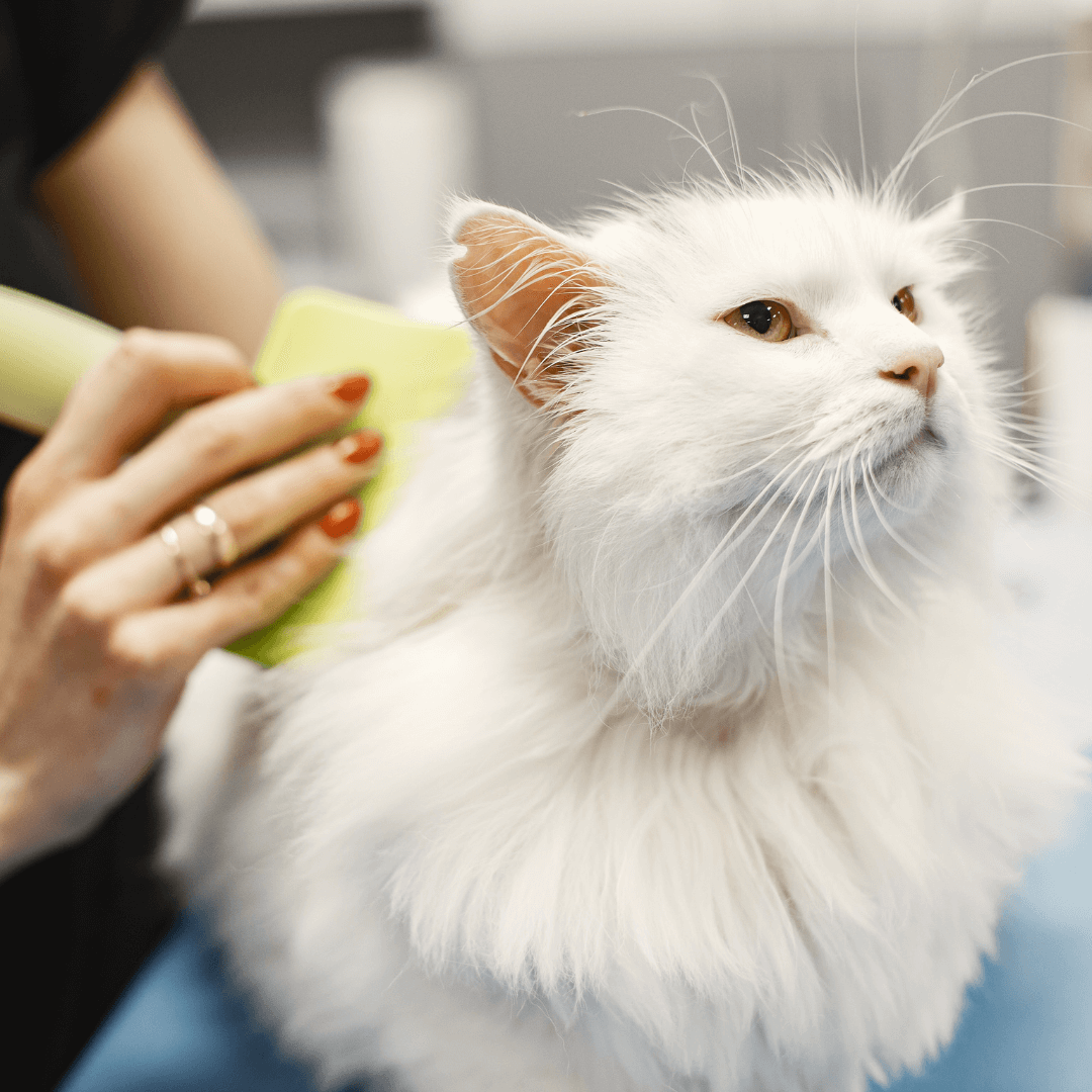 cat grooming
