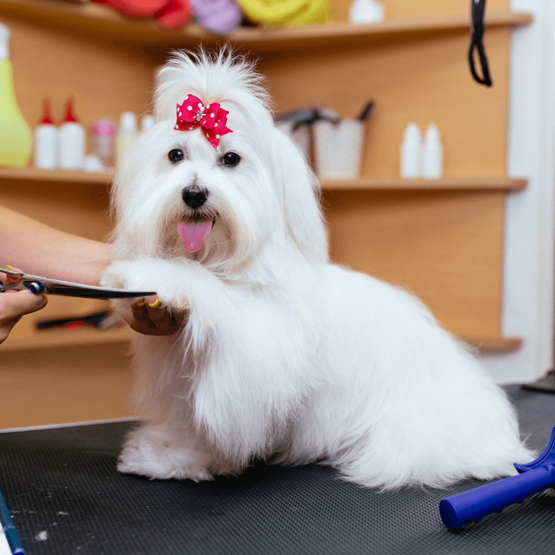 creative grooming