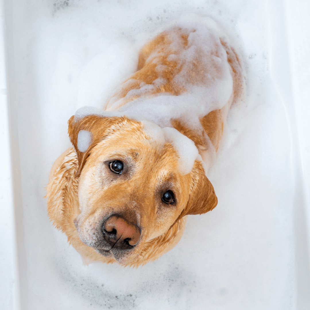 dog in bath