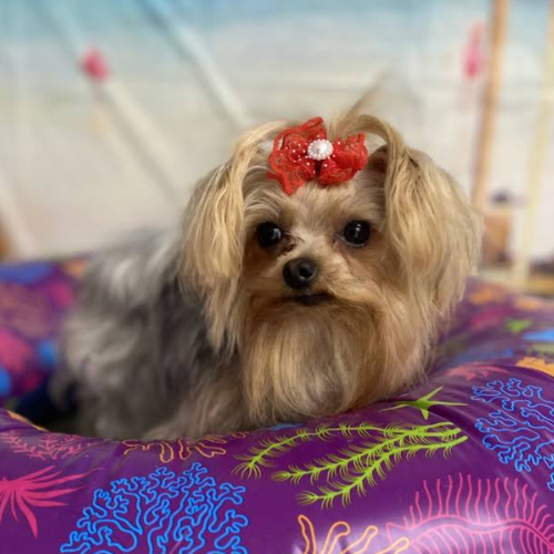 Dog red bow small dog with a bow