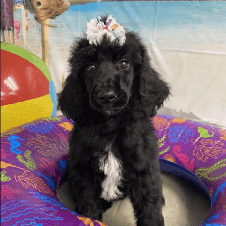 Dog with bow in pool toy black dog after grooming