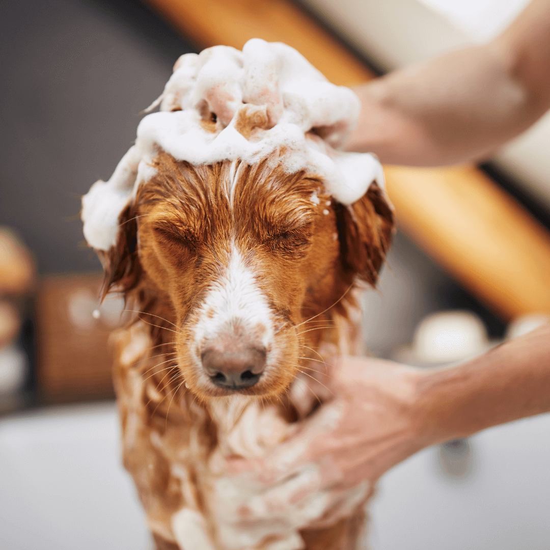 flea bath