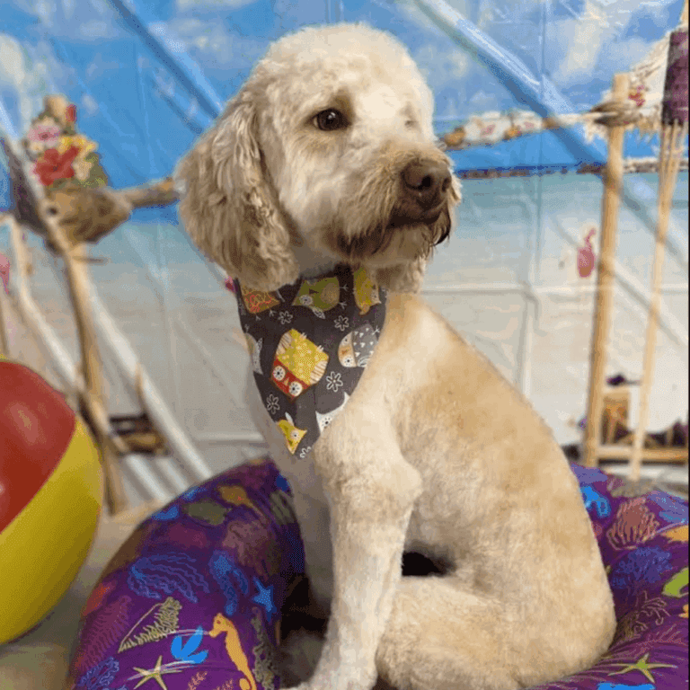 Poodle looking off in pool toy Poodle looking off in pool toy