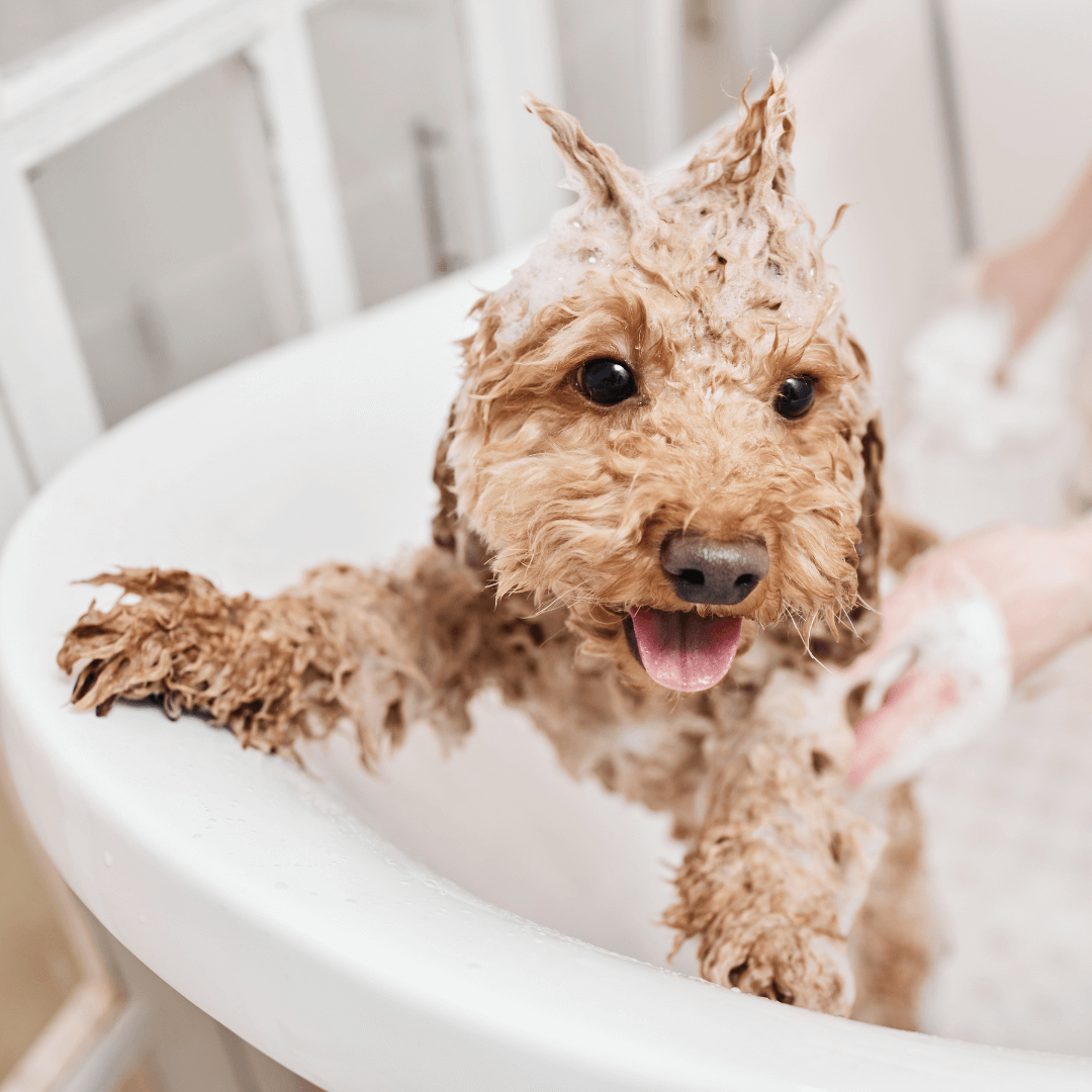 dog in bath
