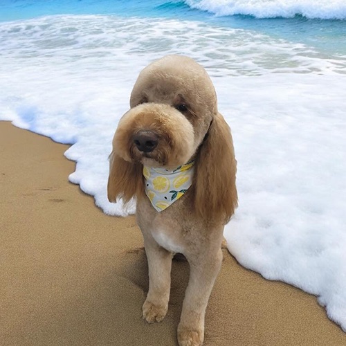 dog in a pool toy