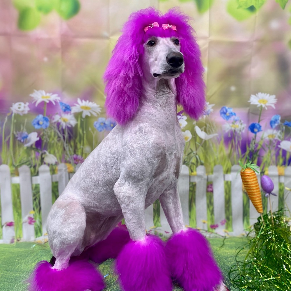 dog looking off